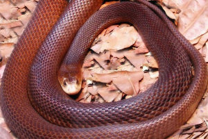 Koliko vrsta otrovne zmije živi u australiji? Koliko vrsta otrovne zmije živi u australiji?